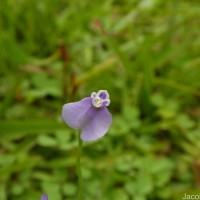 Burmannia pusilla (Miers) Thwaites
